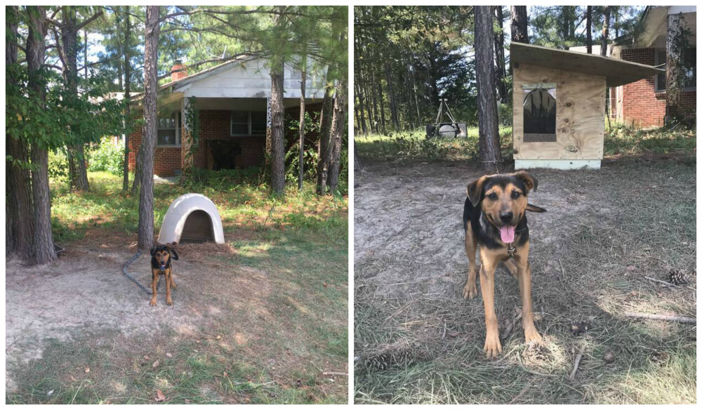 dog house CAP
