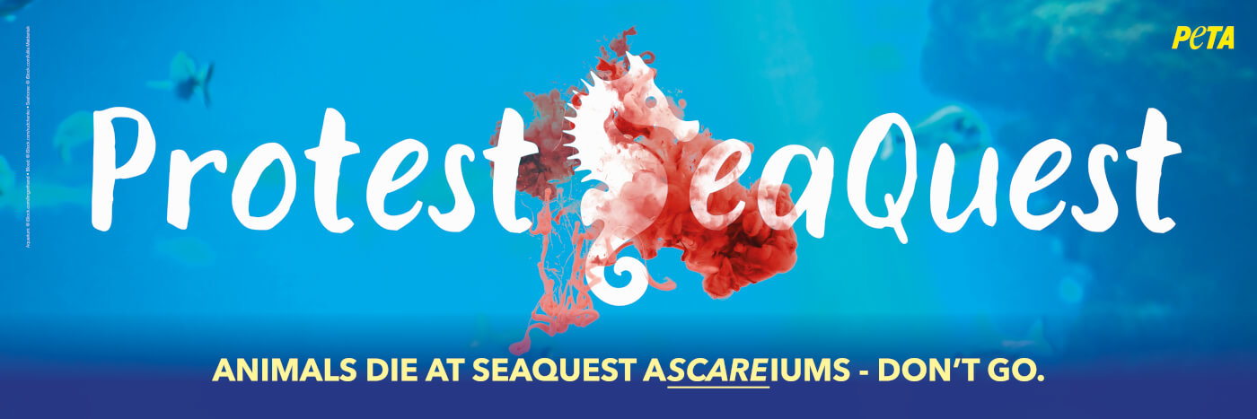 protest SeaQuest Ad