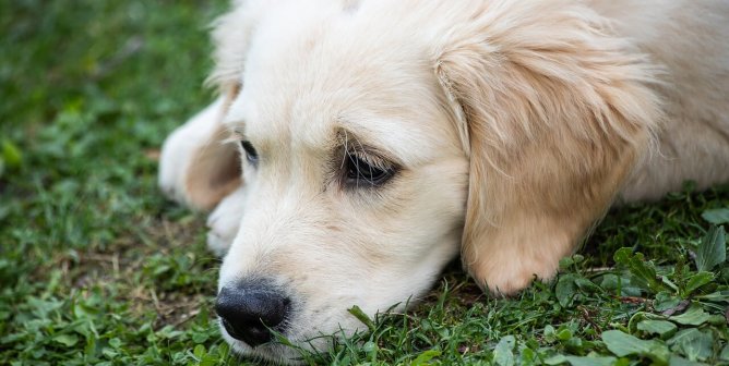 texas a&m, tamu, dog lab, muscular dystrophy