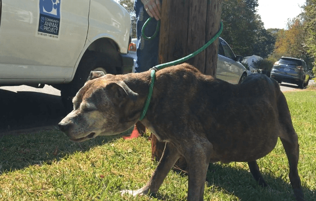 Community Animal Project