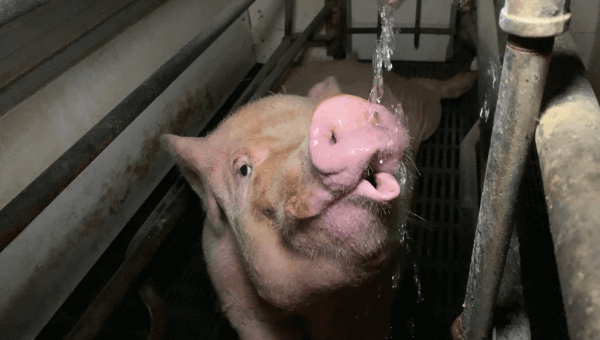 Video: Nonstop Misery, Filth, Suffering in Decrepit Indiana Pig Farm