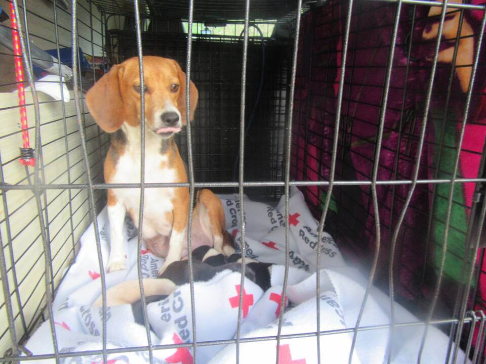 Animal Rescue