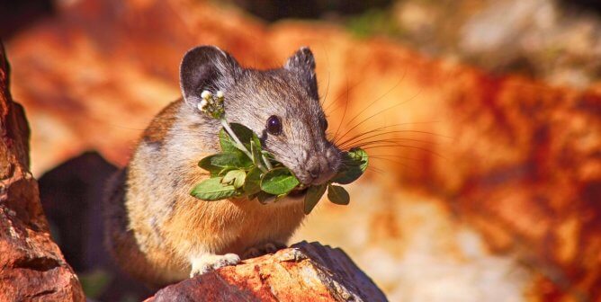 pika, happy, colorful, featured, wild, free
