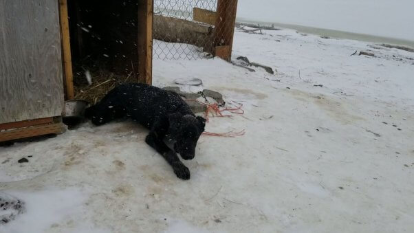 Photo of former Iditarod champion Snickers from PETA investigation