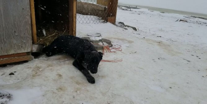 Photo of injured puppy Birch