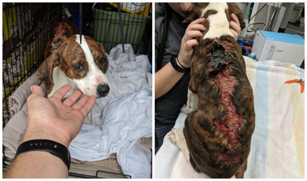 Animal Rescue, Community Animal Project