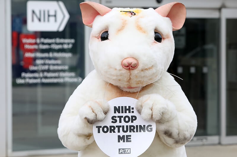 Mouse mascot in front of NIH building