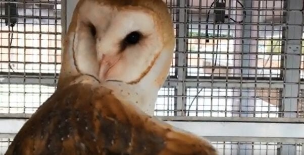 Owl in a Cage