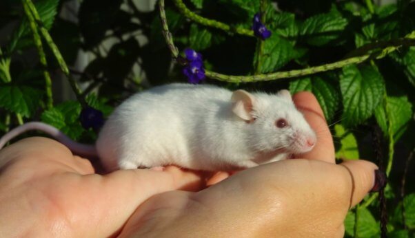 mouse, happy, colorful, free, companion