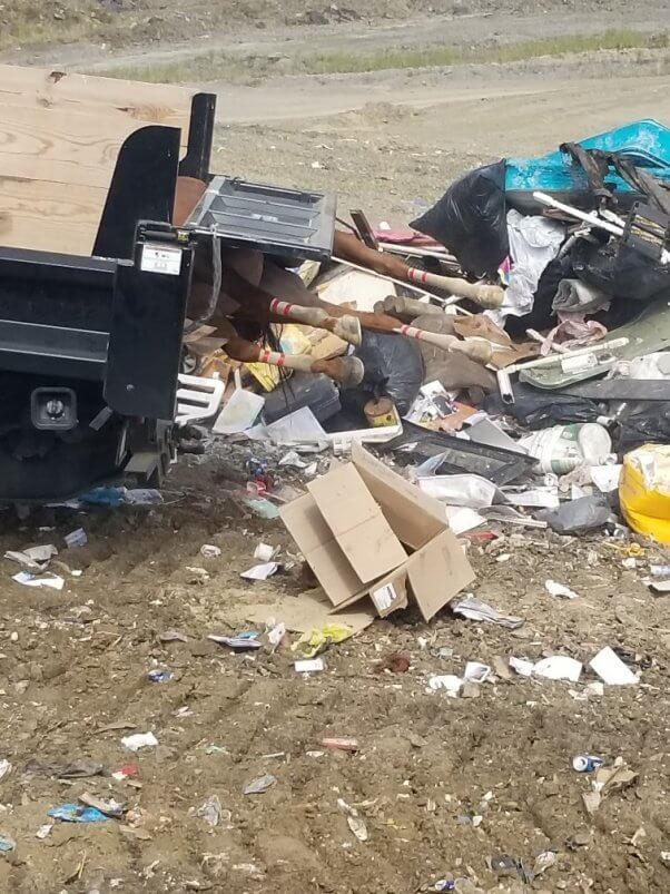 horse dumped like trash in a west virginia lanfill