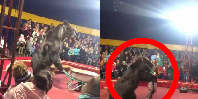 VIDEO: Children Scream As Bear Charges Abusive Circus Trainer