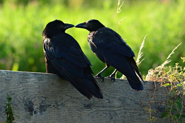 crow, happy, colorful, featured