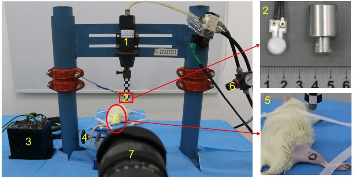 Experimenters at China’s Institute for Traffic Medicine used a device to crush the hind legs of sensitive live rats, inflicting horrific trauma on them