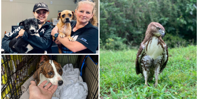 Dogs in Flooded Pens, Pelicans Stranded—It Was a Busy Month Aiding Animals
