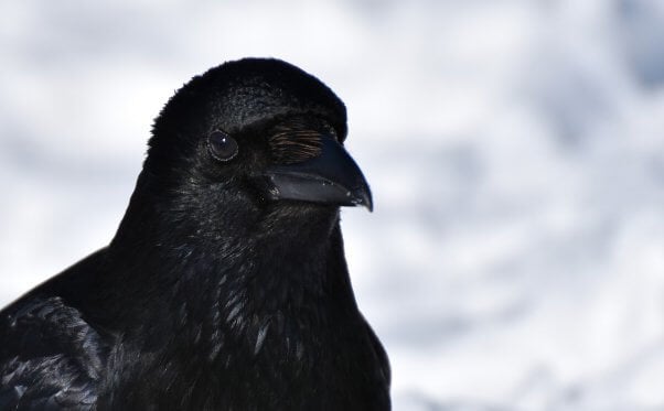 crow, happy, colorful, featured