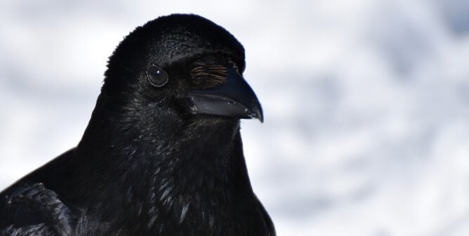 crow, happy, colorful, featured