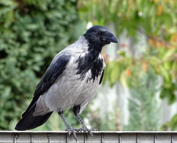 crow, happy, colorful, featured