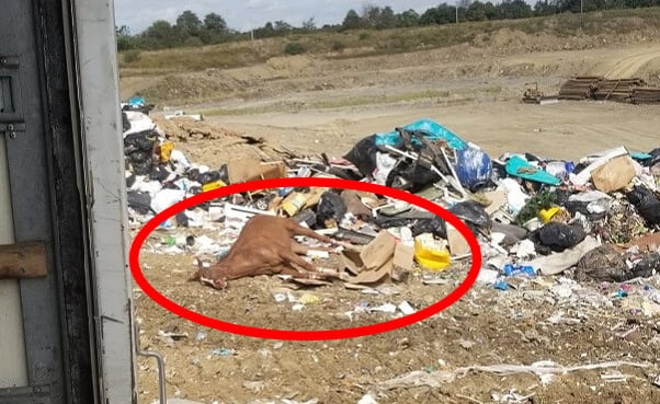 peta calls for investigation after dead horse found in landfill in west virginia