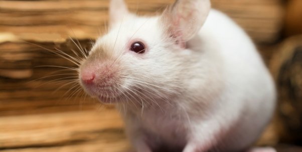 White mouse in front of old books