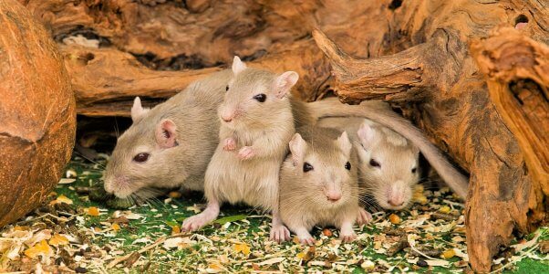 Four cute brown mice