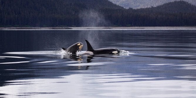pair of orcas breaching, wild, nature, happy, free, ocean, sea
