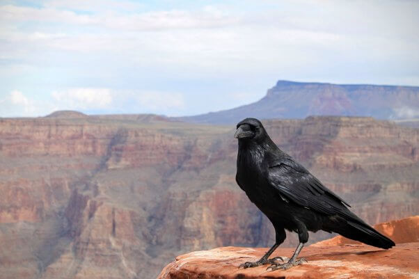 crow, happy, colorful, featured