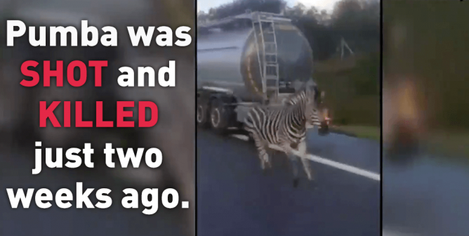 VIDEO: Zebra Used in Circus Shot Dead After Breaking Free