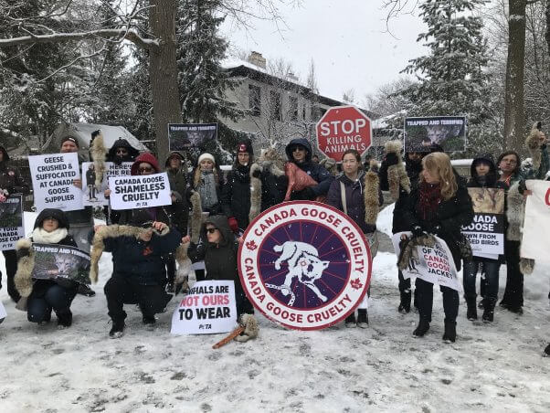 PETA Canada Goose Campaign