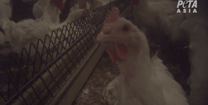 Exposed: Birds Punched, Beaten at Australia’s Largest Chicken Producer