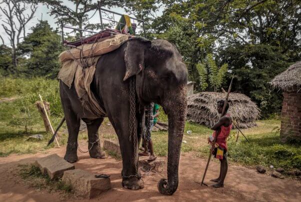 elephant rides, elephant deaths