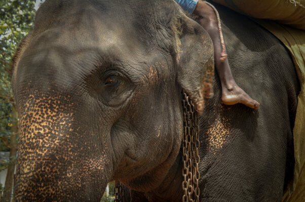 elephant rides, elephant deaths