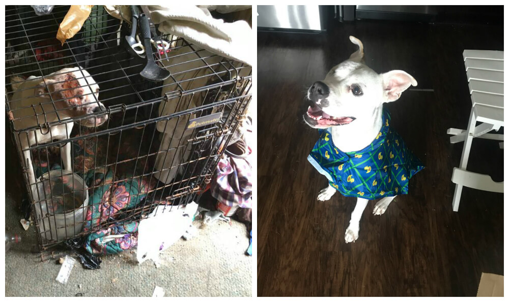 Dog Abuse