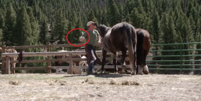 Discovery Channel TV Star Hits Horse