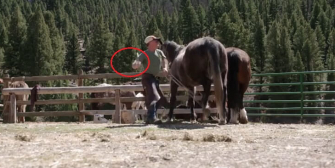 Reality TV Star Smacks Horse With a Hammer—PETA Wants an Investigation