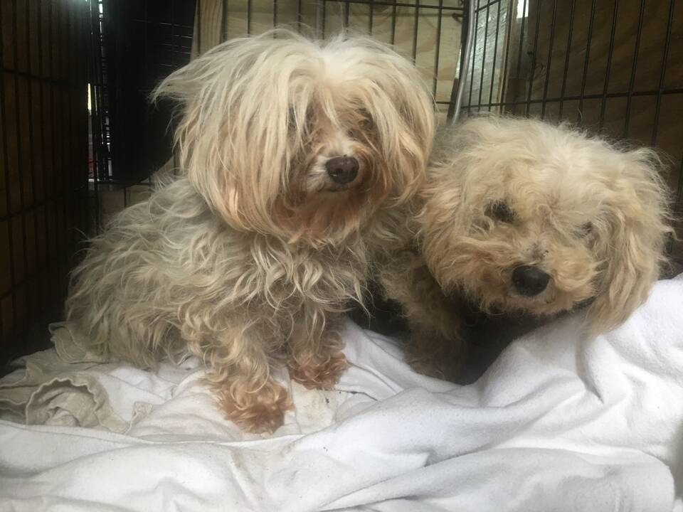 Community Animal Project Dogs