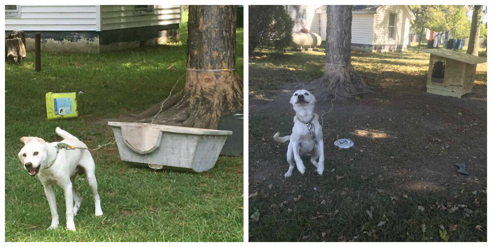 Dog Houses