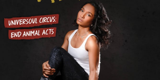 Chilli: Sad. Lonely. Broken. UniverSoul Circus: End Animal Acts