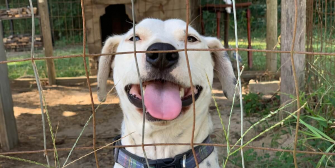 Pip, Deaf Dog Rescued by CAP