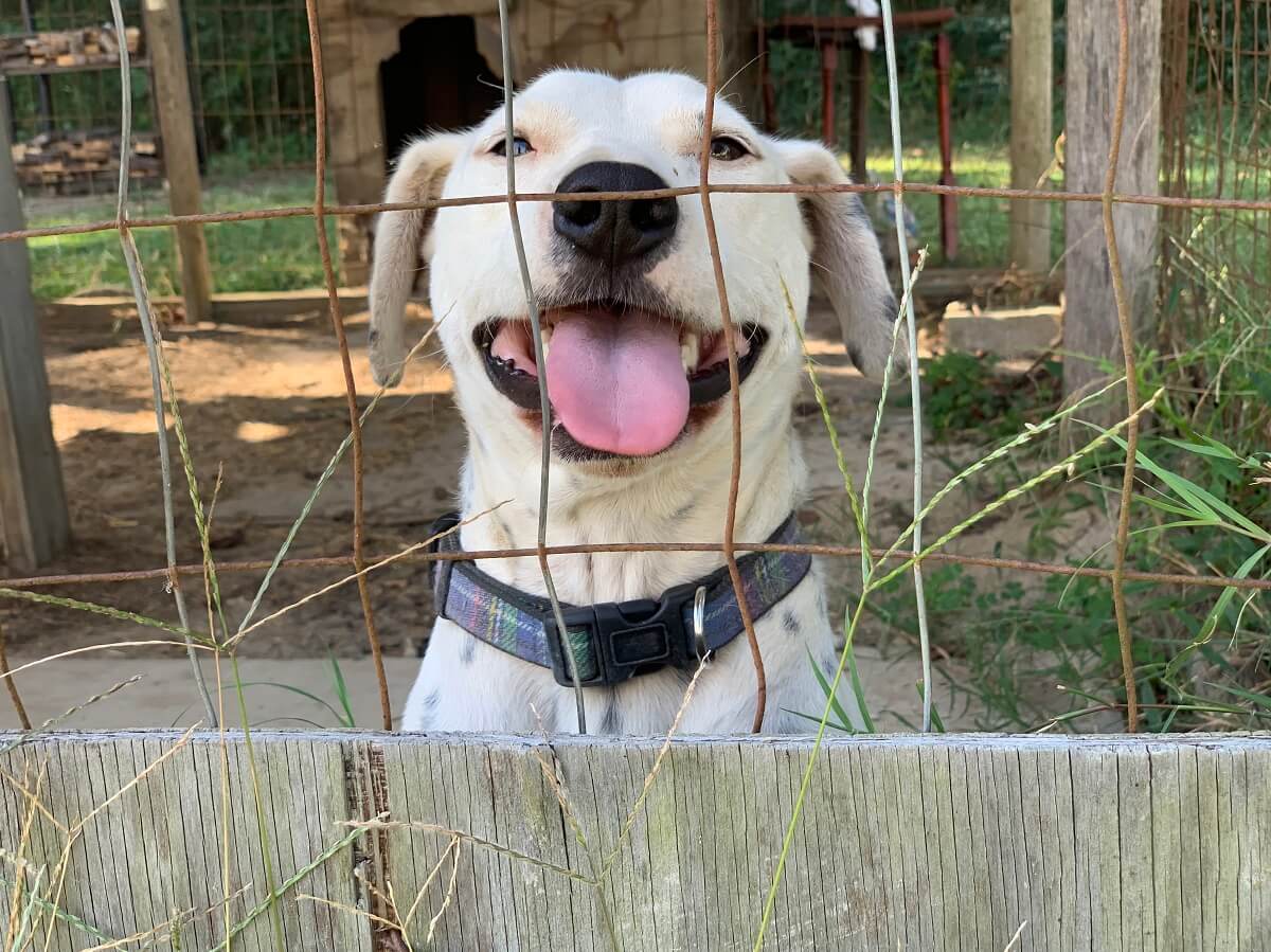 Pip, Deaf Dog Rescued by CAP
