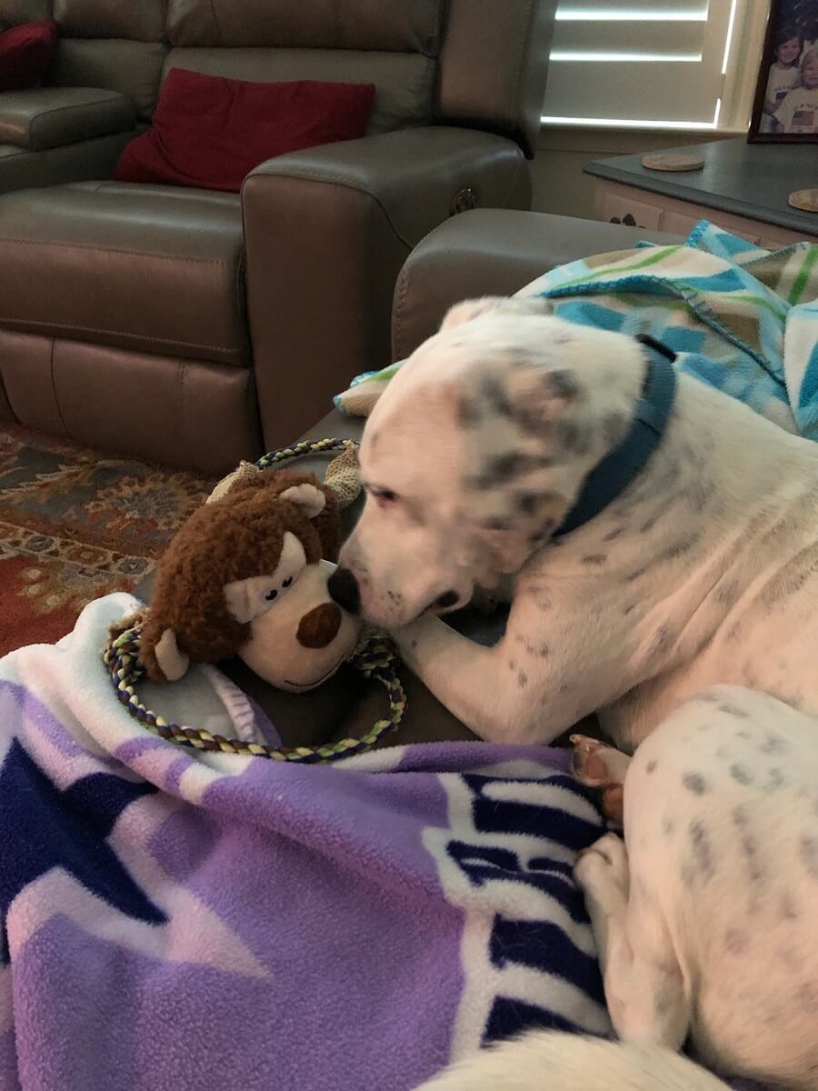 Pip, Deaf Dog Rescued by CAP