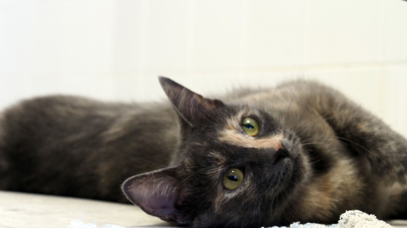CAP PETA Adoption
