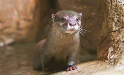 Don’t Roll the Dice: All Animals at SeaQuest Las Vegas Are Unlucky