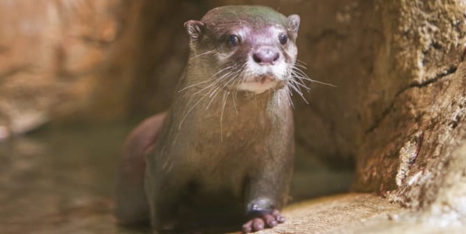 Don’t Roll the Dice: All Animals at SeaQuest Las Vegas Are Unlucky