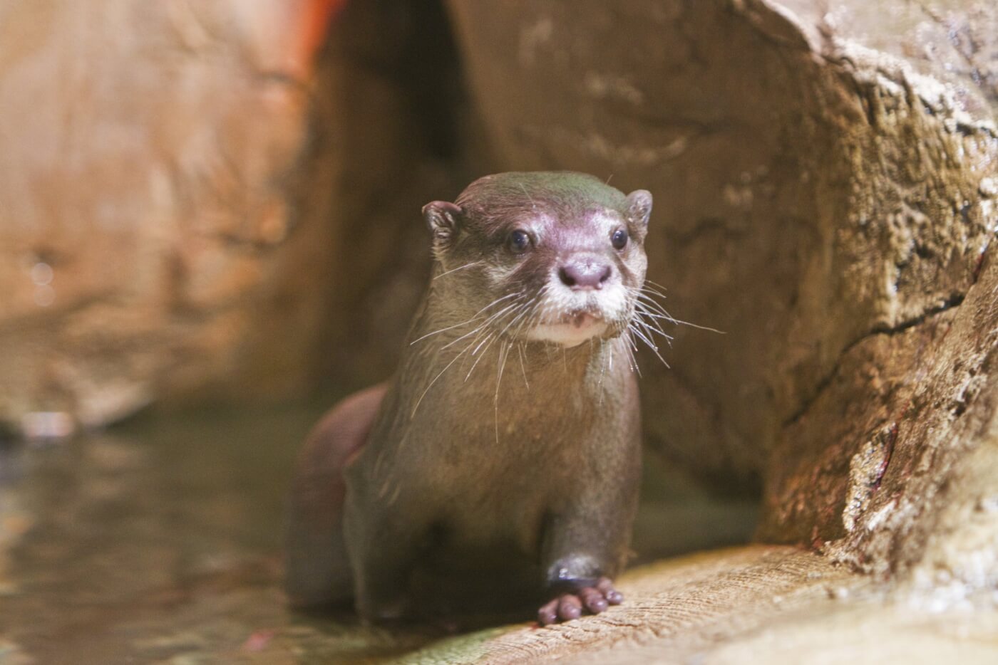 otter at SeaQuest Las Vegas