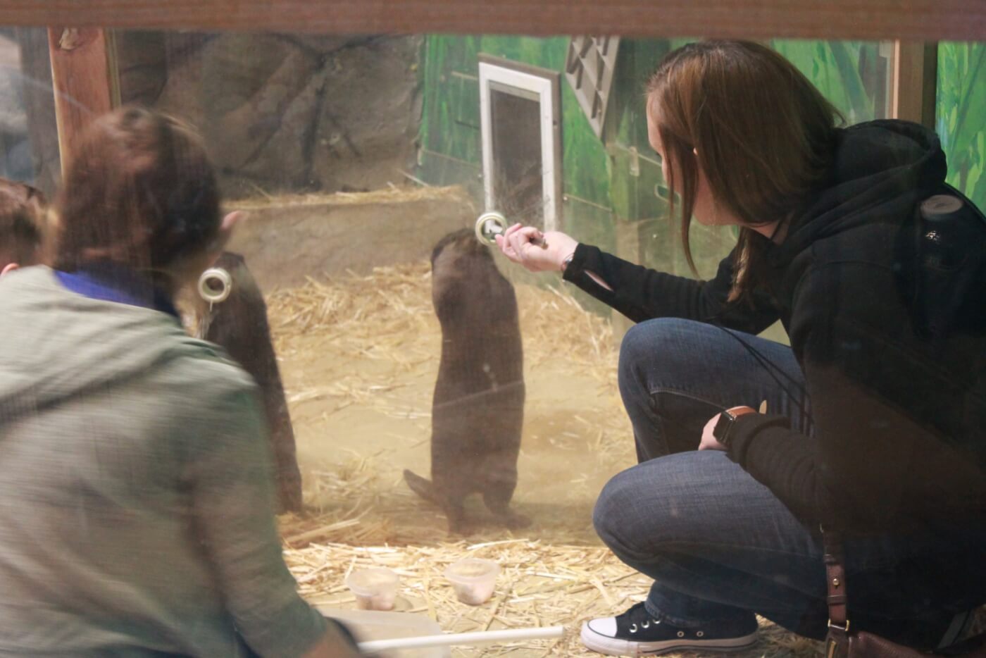 seaquest otters stressed by human interaction