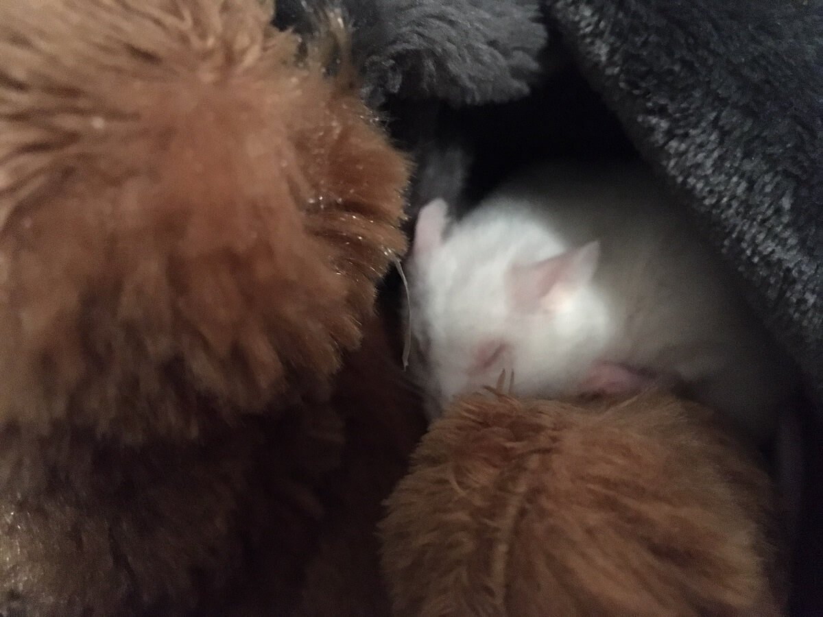 Sleeping Mouse and Teddy Bear