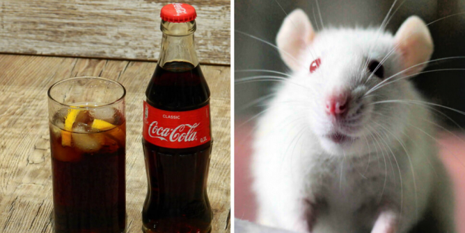 coca-cola animal tests
