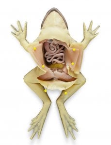 Girl Eats Live Frog