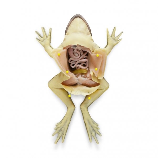 SynDaver SynFrog