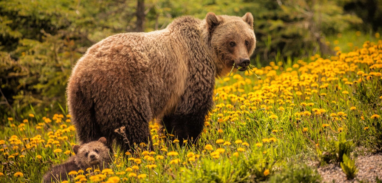 bears and other wild animals who don't want to be touched